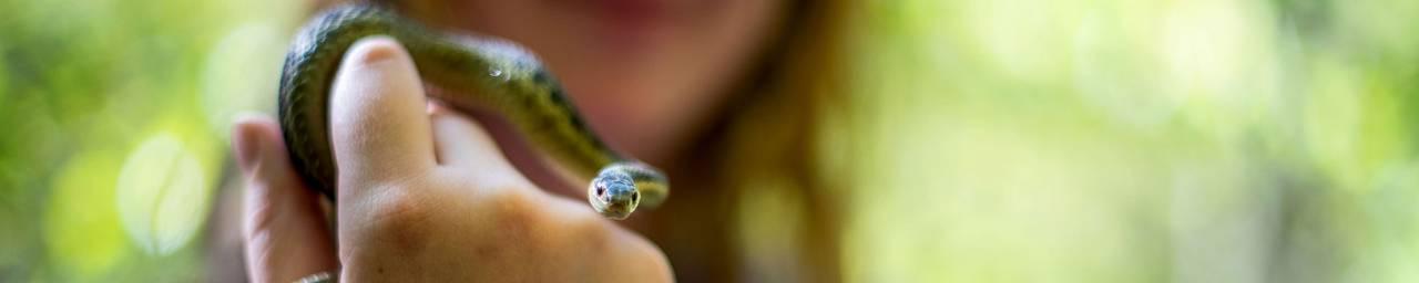 Studying snakes in the field.